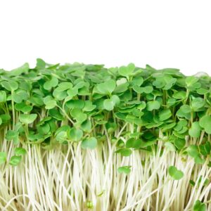 Rucola frø til mikrogrønt – økologiske