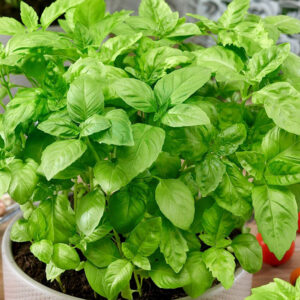 Sweet Basil - sweet basil with green leaves and seeds