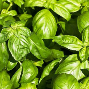 Sweet Basil - sweet basil with green leaves and seeds