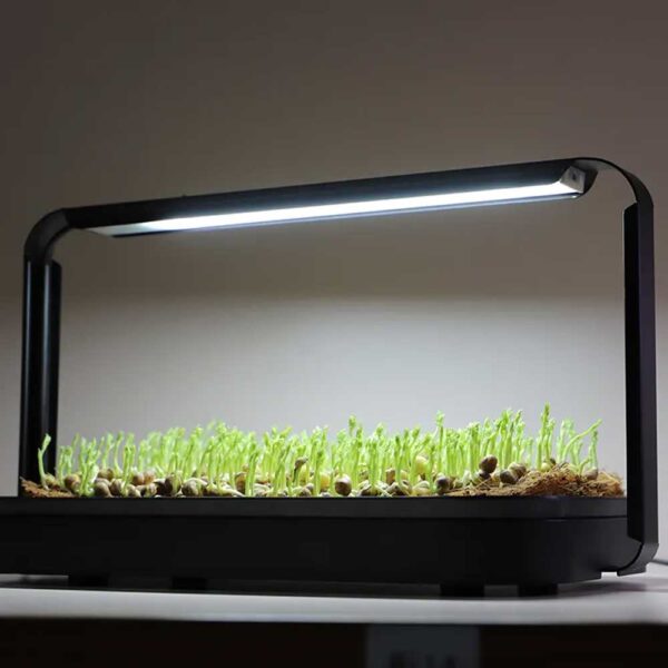 Ærte mikrogrønt i microgreen garden