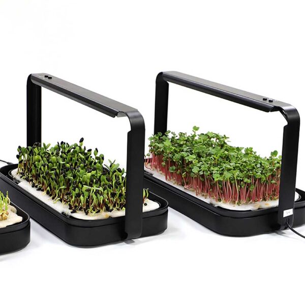 Microgreens growing in trays with light