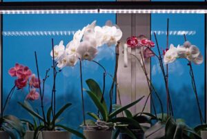 orkideer i et vindu med grønt lys