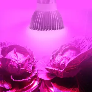 GU10 vokse lyspærer for spotlamper 5,5W