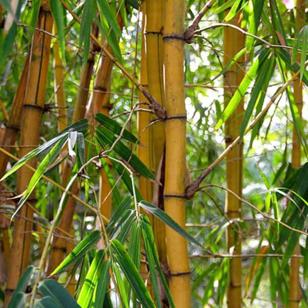 Bambusmåtte plante