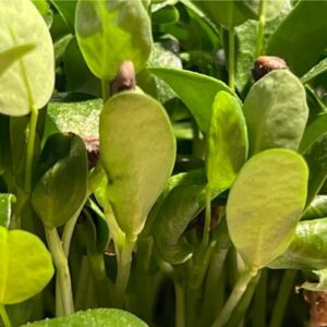 Bio Bockshornkleesamen für gesundes Microgreens