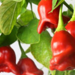 Zierglocke Chili