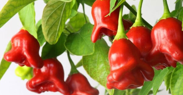 Ornamental bell chili