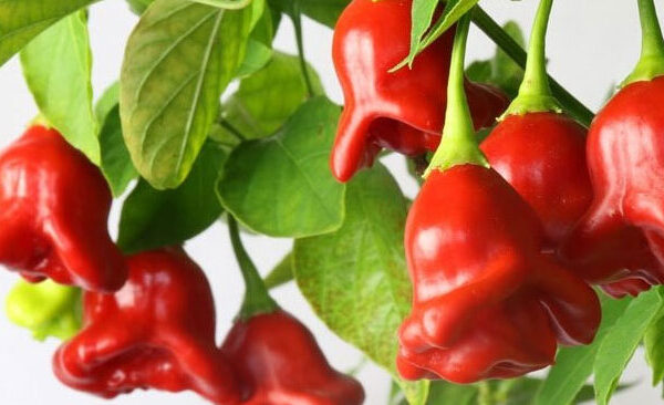 Zierglocke Chili
