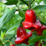 Glockenchili