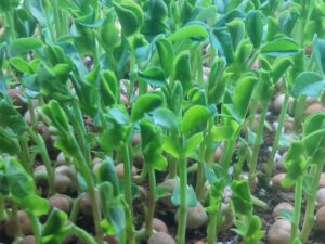Micro greens