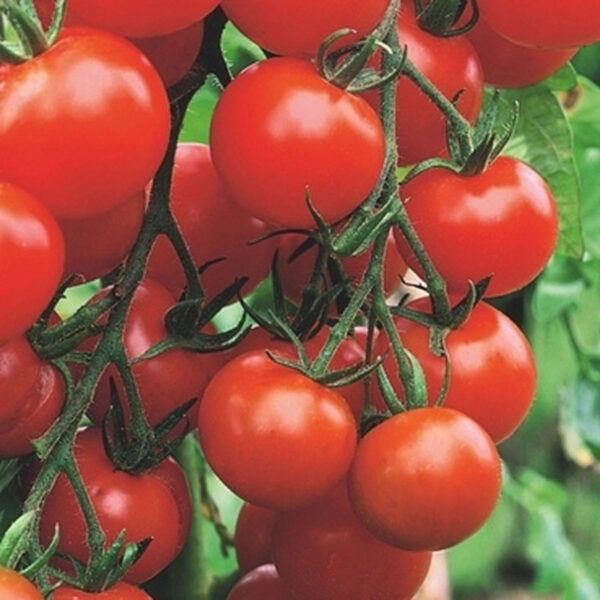 Røde hindbær tomater