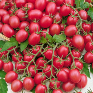Rød hindbær tomat frø – Raspberry Red Hood