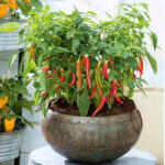 Hot pepper - for balcony