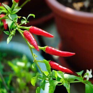 Hot pepper Chili – til balkon- og potte