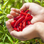 Hot pepper - for balcony