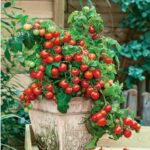Tomate