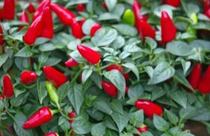 Paprika - Yvona - Hot Pepper