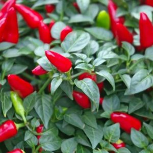 Paprika – Yvona – Hot Pepper