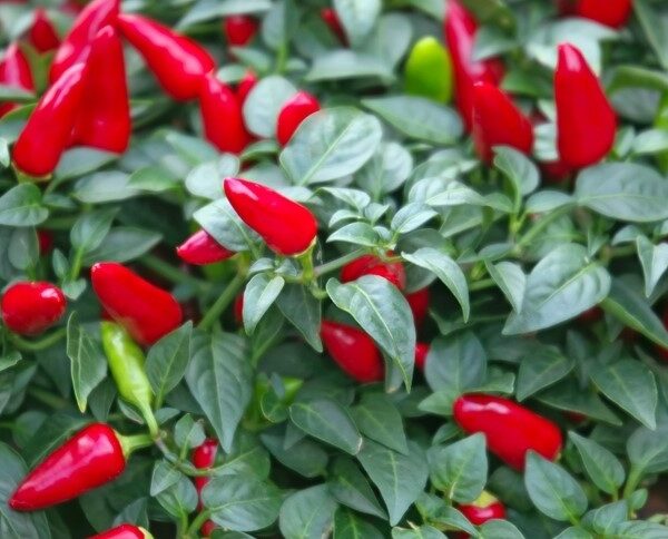 Paprika – Yvona – Hot Pepper