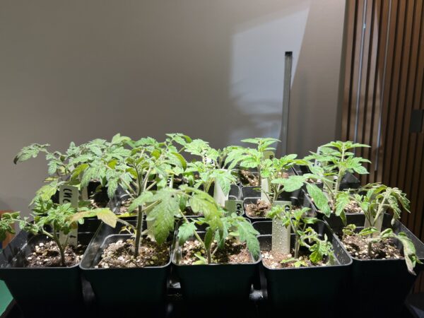 Grolys pære PAR30 E27 varm hvid (20Watt) - Billede 2