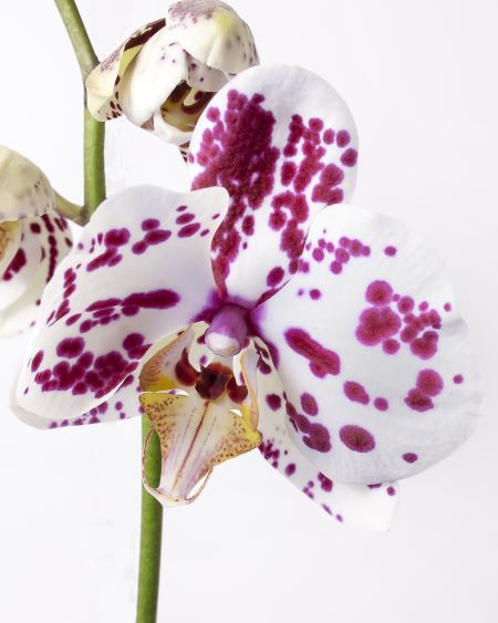 natur blomma växt blomma lila kronblad blomning kärlek tropisk färg färgstark gul rosa nära flora orkidé randig organ phalaenopsis blommande växt vackra färger fjäril orkidé cattl 1