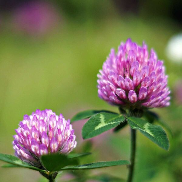 Organic Red Clover microgreen seeds