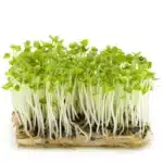 Basilikum Microgreens