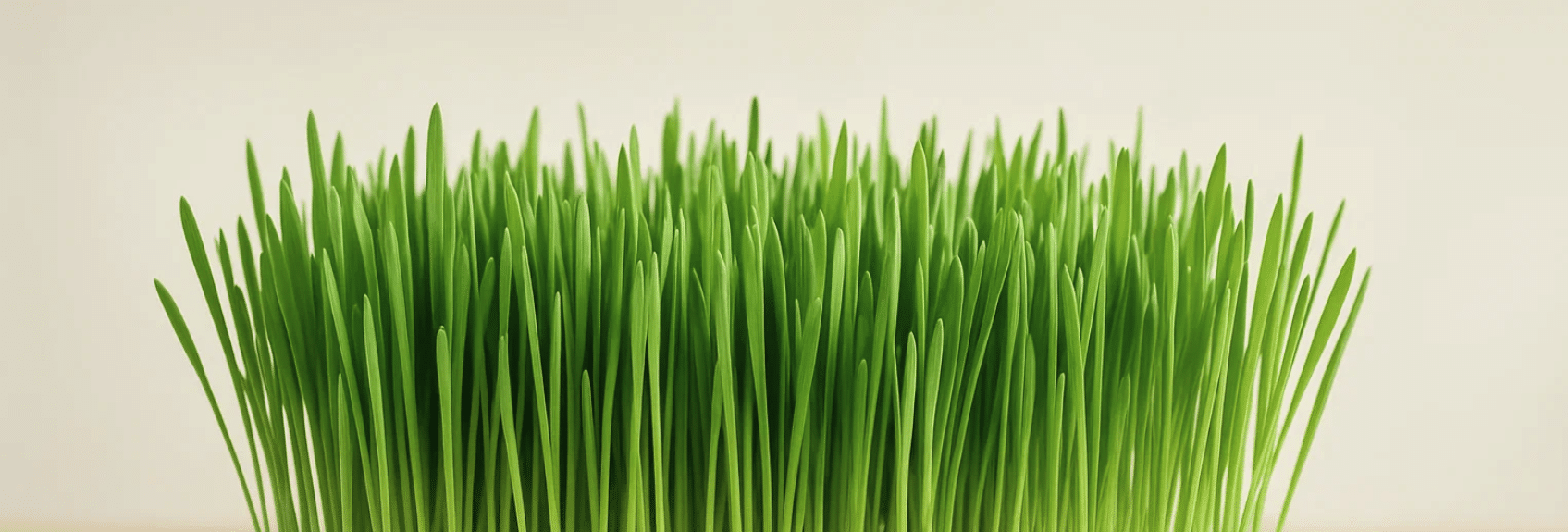 Weizengrass