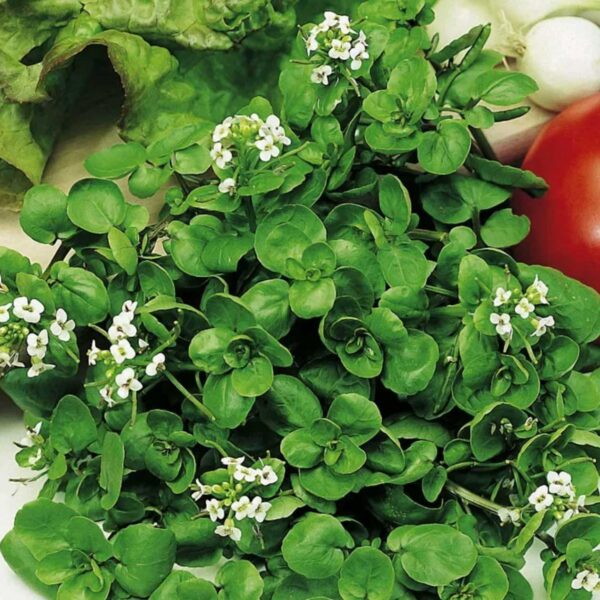 Plantelys 33 Brøndkarse frø – Nasturtium officinale