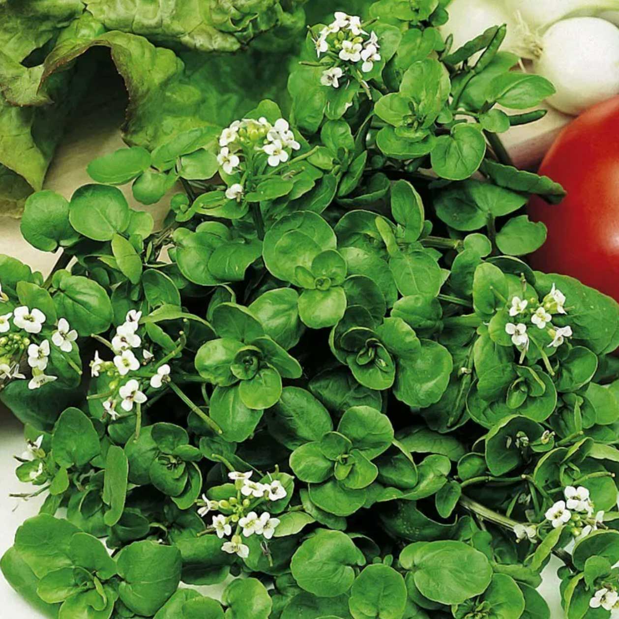 Brøndkarse frø - Nasturtium officinale