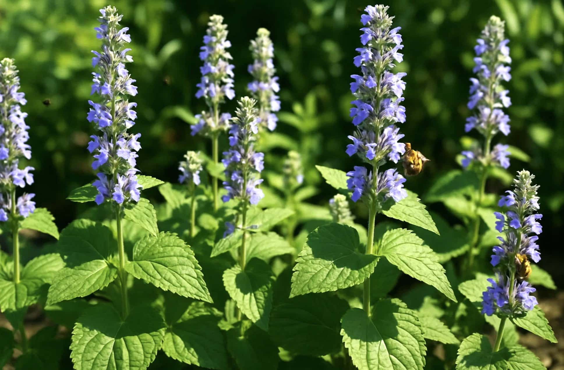 Nepeta subsessilis katteurt med store blade og lange blomsterstande i bed