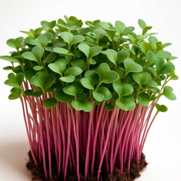 Rød Kålrabi (pink kål), Øko til Sundt Mikrogrønt