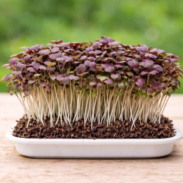 Mustard Red - Rødt sennepsfrø økologisk