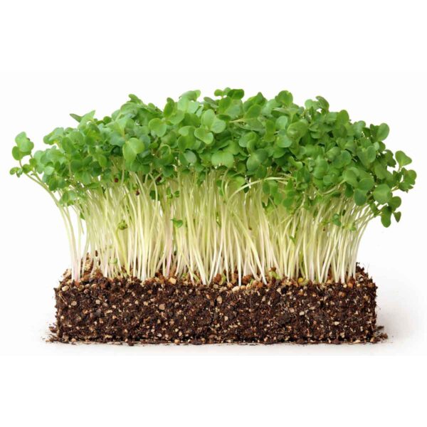 Grønnkål Black Tuscany - svart palmegrønnkål økologisk