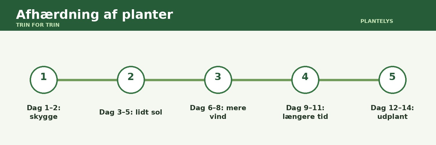 Afhærdning af planter vist som trin-for-trin-guide