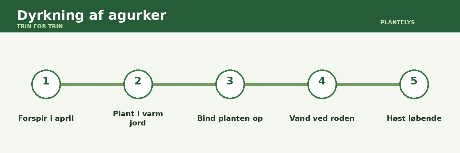 Dyrkning af agurker – komplet guide fra frø til høst 1 Dyrkning af agurker vist som trin-for-trin-guide