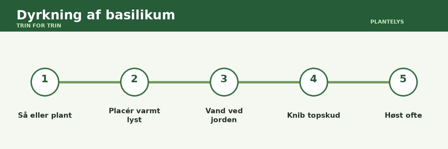 Dyrkning af basilikum – fra frø til løbende høst 1 Dyrkning af basilikum vist som trin-for-trin-guide