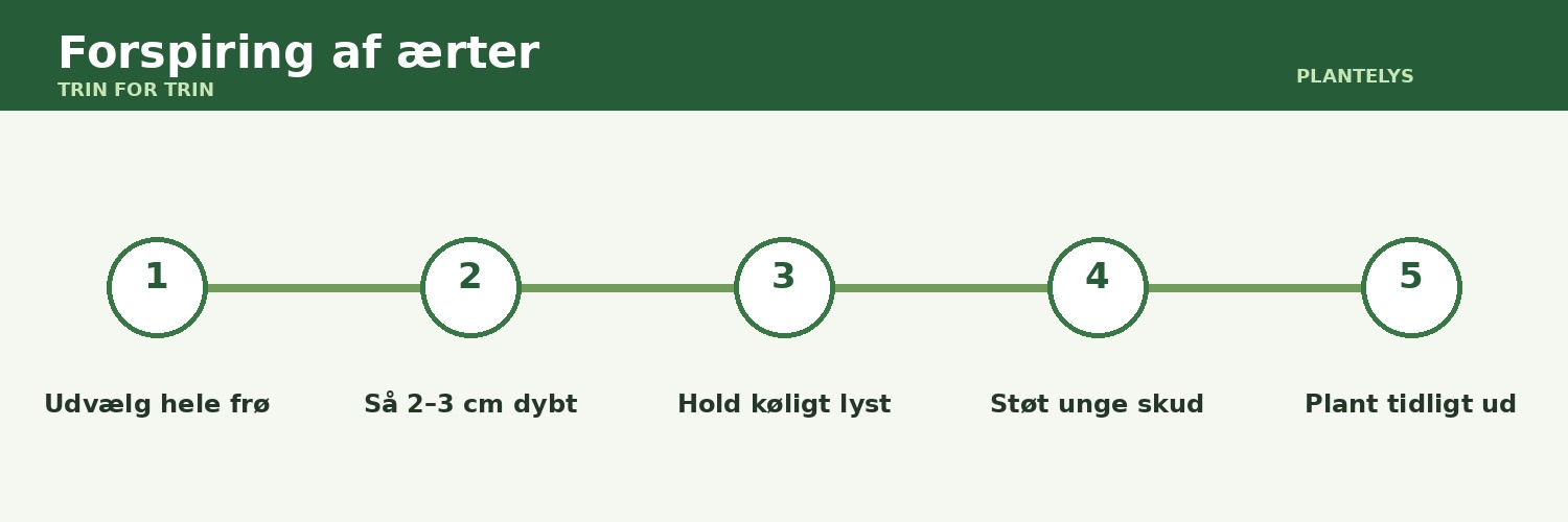 Forspiring af ærter – er det nødvendigt? 1 Forspiring af ærter vist som trin-for-trin-guide