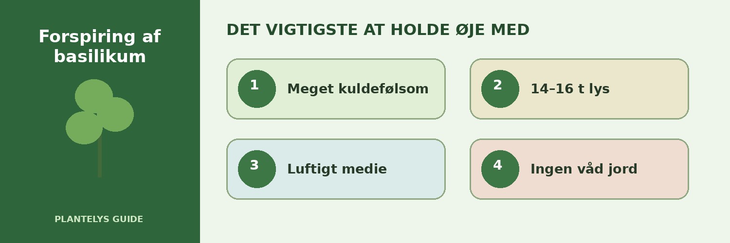 Forspiring af basilikum – varme, lys og korrekt vanding 2 De vigtigste forhold ved forspiring af basilikum