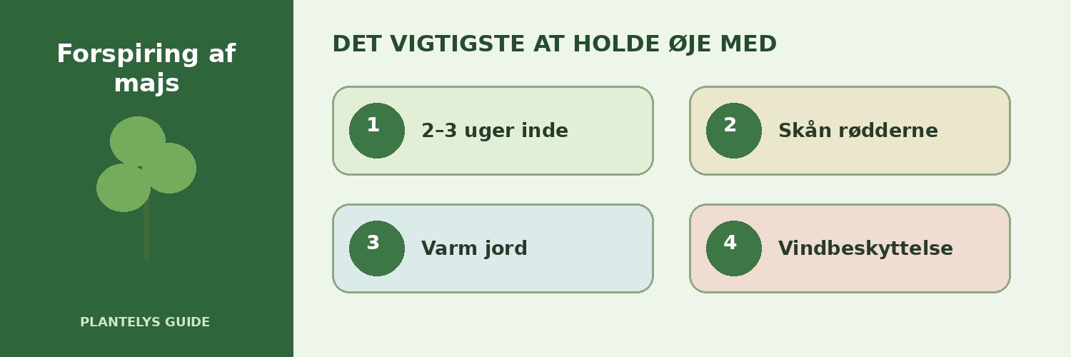 Forspiring af majs – hvornår og hvordan? 2 De vigtigste forhold ved forspiring af majs