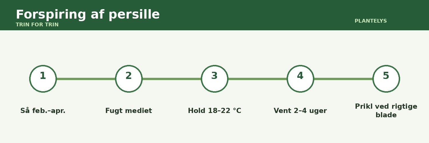 Forspiring af persille – sådan får du langsomme frø i gang 1 Forspiring af persille vist som trin-for-trin-guide