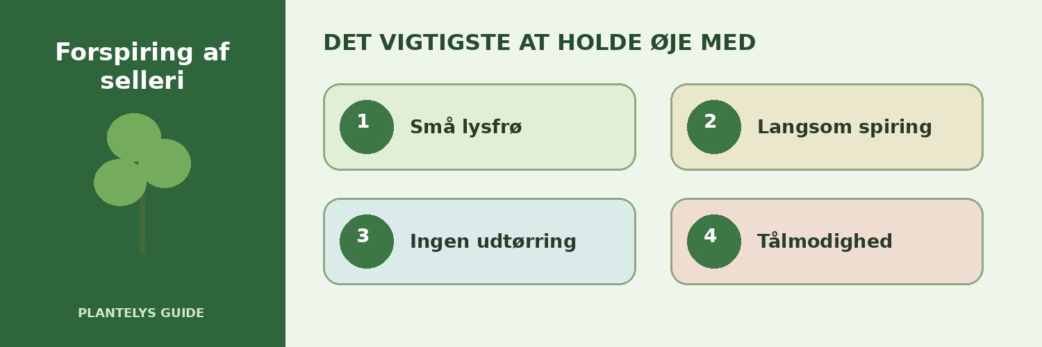 Forspiring af selleri – sådan lykkes de små frø 2 De vigtigste forhold ved forspiring af selleri