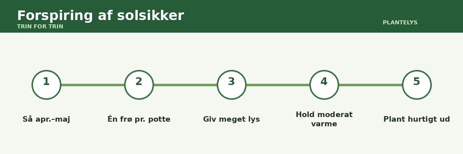 Forspiring af solsikker – stærke planter uden ranglede stængler 1 Forspiring af solsikker vist som trin-for-trin-guide
