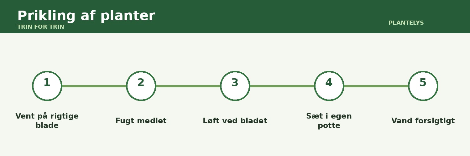Når skal planter stikkes? Slik gjør du det trinn for trinn 1 Plantepikking vist som en trinnvis veiledning