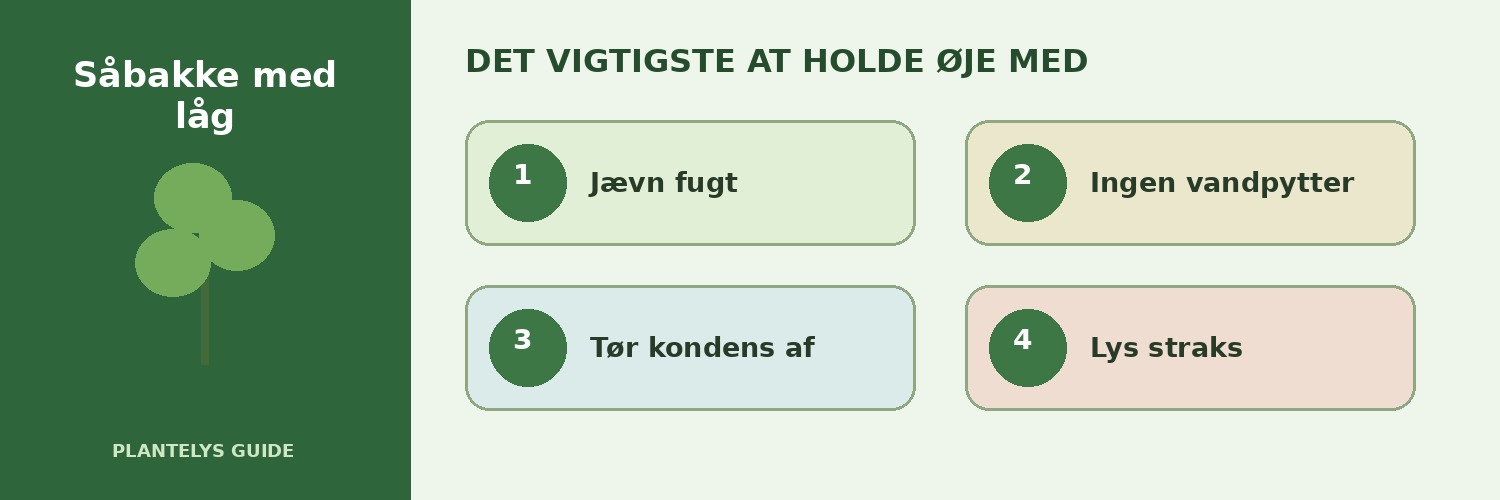 Såbakke med låg eller minidrivhus – sådan bruger du det korrekt 2 De vigtigste forhold ved såbakke med låg