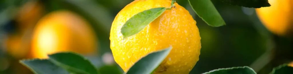 Citrontræ - citrus gødning