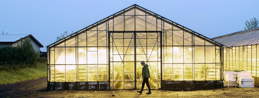 Green light in greenhouse