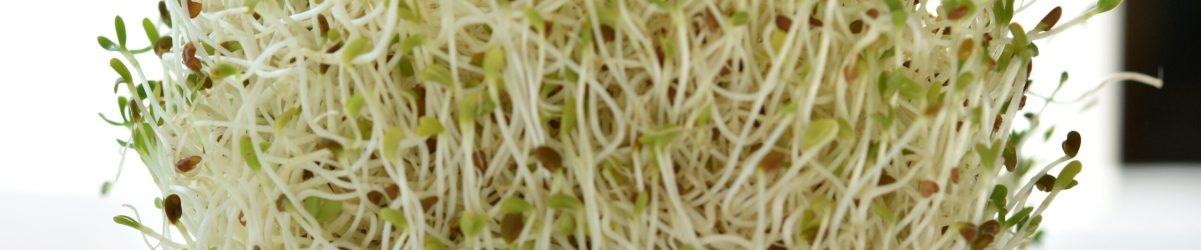 alfalfa sprouts alfalfa sprouts