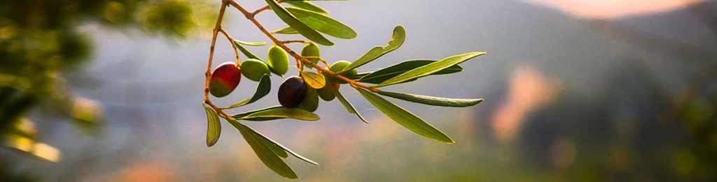olivträd - gödningsmedel för olivträd