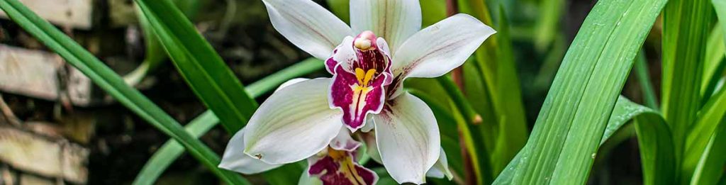 orkidé - bladgödsel